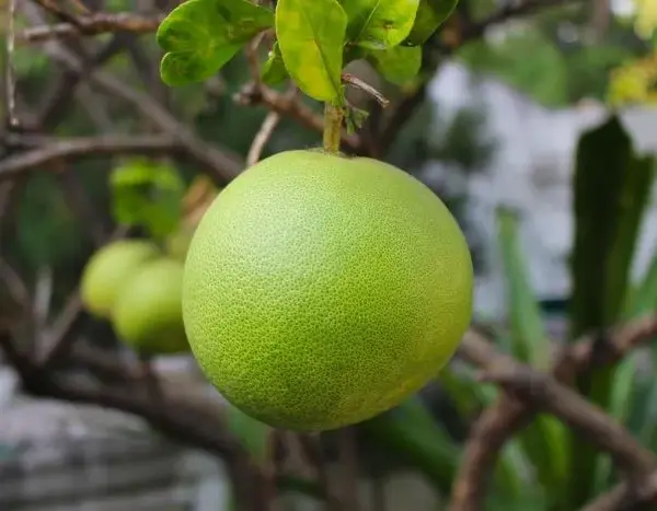 Czy pies może jeść pomelo? Potencjalne zagrożenia i alternatywy