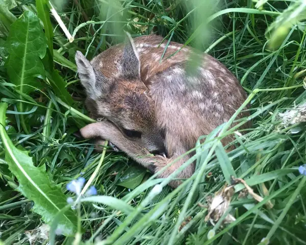 Un adorable faon, camouflé dans l'herbe verte, se repose paisiblement.