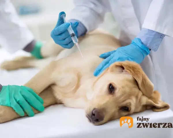 Uśpienie psa: Jak wygląda bezbolesna eutanazja krok po kroku?