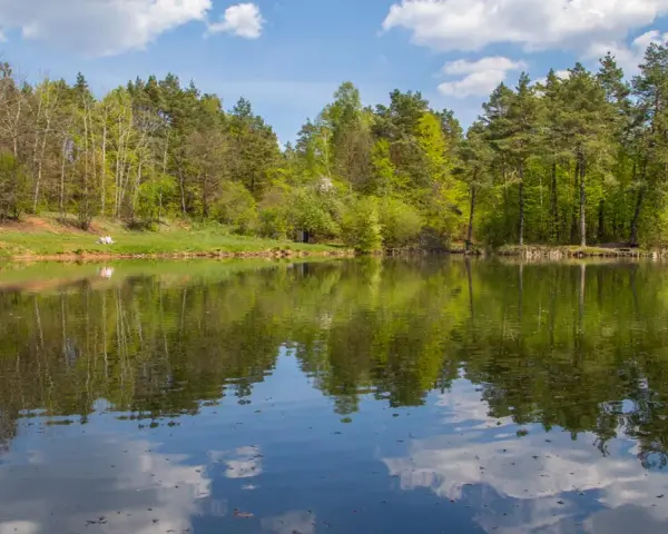 Zielony staw odbija drzewa i chmury. Cisza i spokój, jakby czas zatrzymał się w miejscu, a klucze do szczęścia tkwią w naturze.