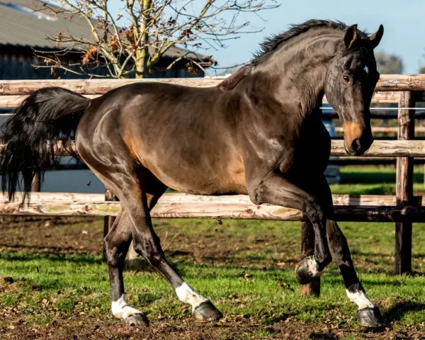 Un magnifique cheval noir, aux balzanes blanches, galope avec fougue près d'une clôture en bois. Il semble que ce kannan cheval soit prêt pour une course.