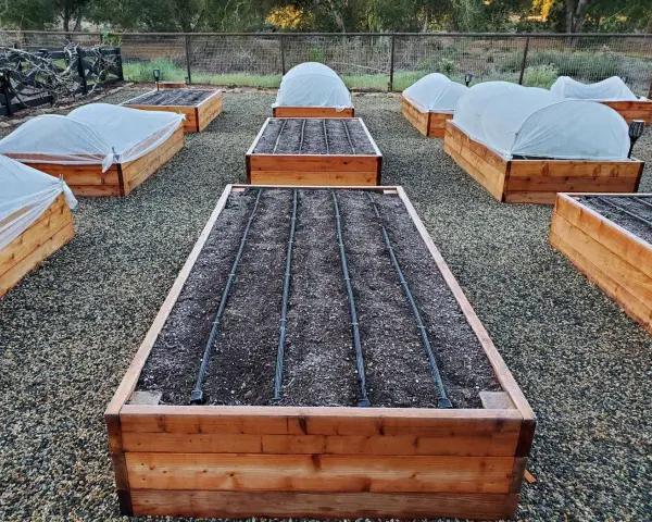 Raised garden beds are covered with white fabric, showing what to cover plants with for frost.