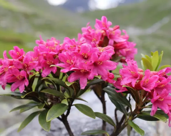 Piękne, różowe kwiaty rododendronów na tle górskiego krajobrazu. Idealny czas, kiedy przesadzać rododendrony, to wiosna lub jesień.