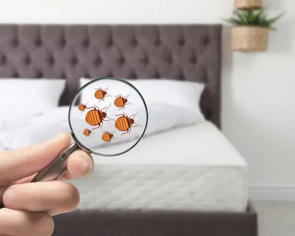 Lupa revela la presencia de un molesto chincha animal en la cama.