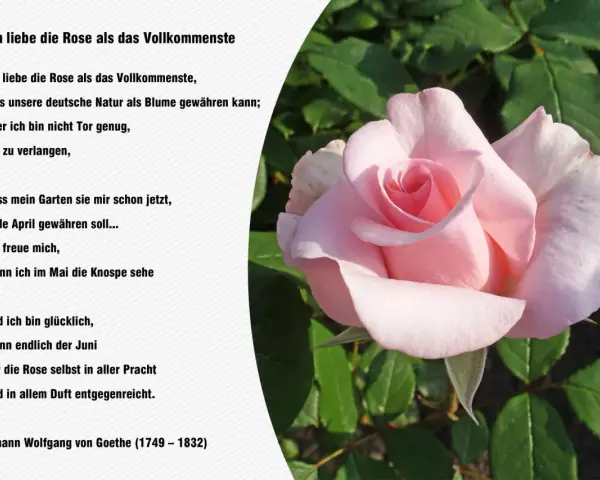 Eine zarte rosa Rose im Vordergrund, daneben ein Gedicht von Goethe.