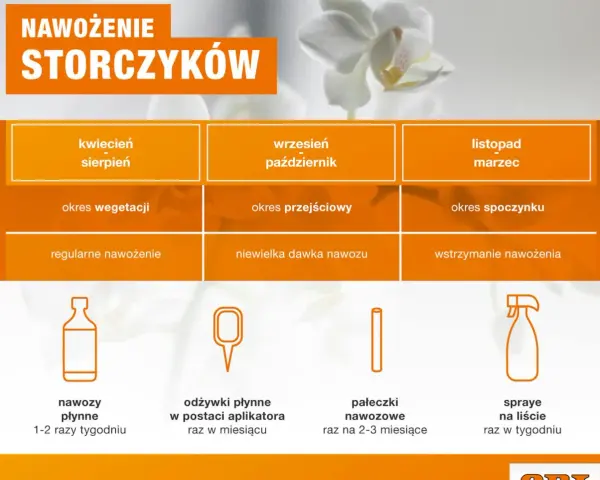 Tabela pokazuje, jak często podlewać storczyki w zależności od pory roku i fazy wzrostu. Odżywki płynne stosuj 1-2 razy tygodniu.