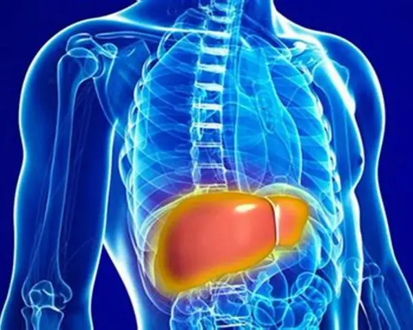 Anatomia wątroby, kluczowego organu odpowiedzialnego za metabolizm, w tym za poziom bilirubiny całkowitej.