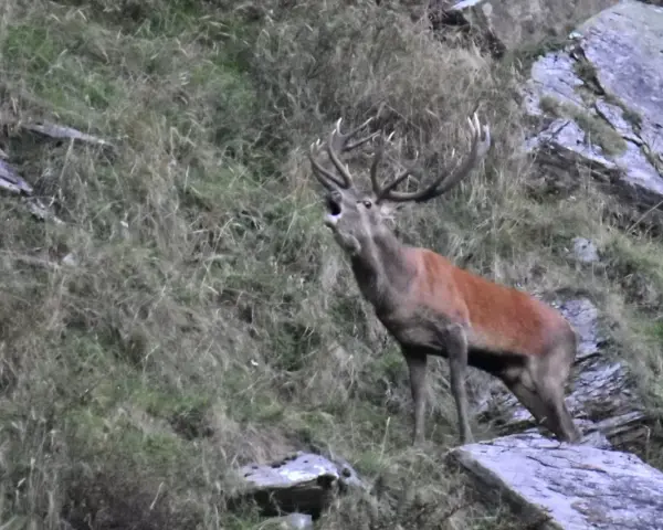 Un maestoso cervo con grandi corna emette un potente bramito su un pendio erboso e roccioso.