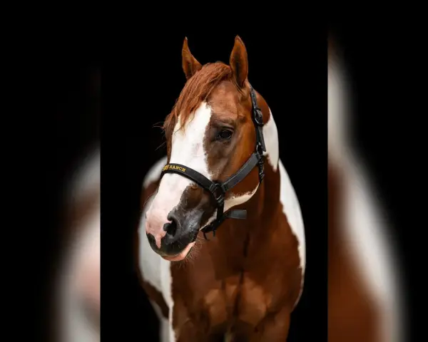 Magnifique étalon Paint Horse, robe alezan et blanc, portant un licol noir avec inscription dorée.