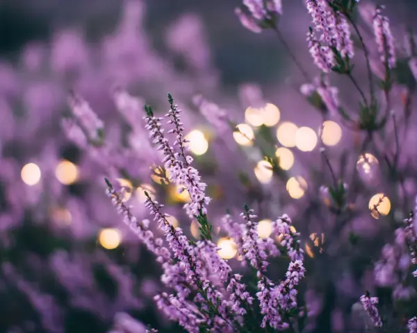 Flores de lavanda en flor con luces bokeh doradas. Consejos para el cuidado de la lavanda.