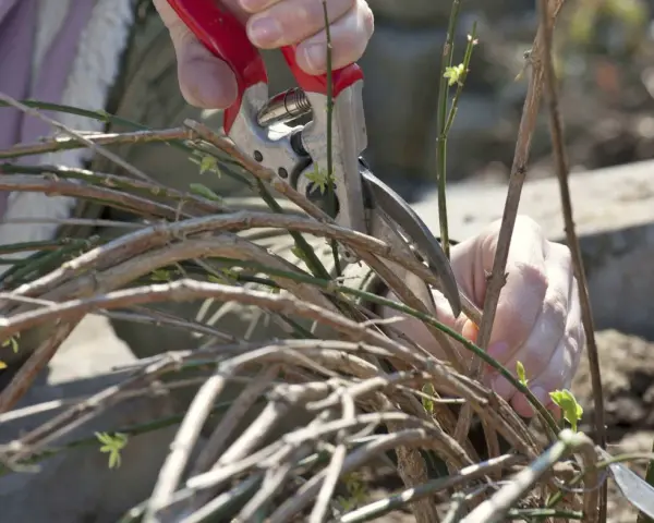 Hände mit Gartenschere beim Jasmin schneiden. Kleine grüne Triebe und braune Äste sind zu sehen.