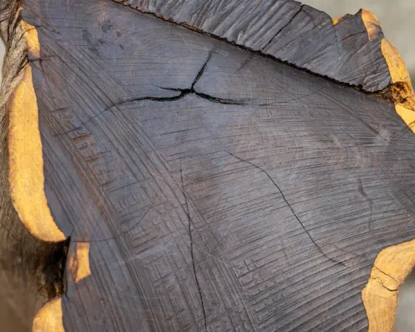 Sezione di legno scuro, quasi nero, con venature evidenti e una crepa centrale. Il bordo esterno è di colore giallo ocra. L'ebano, con il suo significato di preziosità e mistero, si rivela in questa texture.