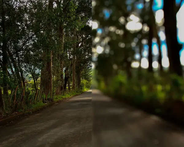 Strada alberata divisa: nitida a sinistra, sfocata a destra, come vedono i miopi.
