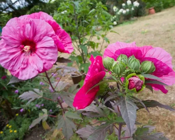 Piękne, różowe kwiaty hibiskusa bagiennego w pełni rozkwitu i pąki gotowe do otwarcia. Uprawa tej rośliny w ogrodzie to prawdziwa ozdoba.