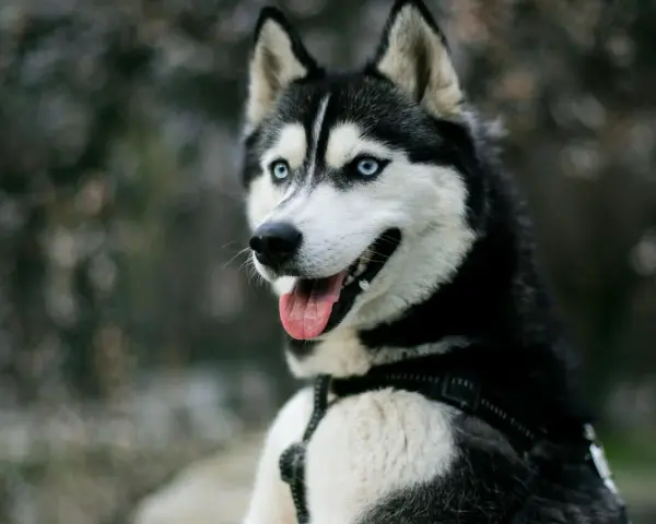 Piękny husky z niebieskimi oczami, z językiem na wierzchu. Czy husky jest agresywny? Ten pies wygląda na przyjaznego.