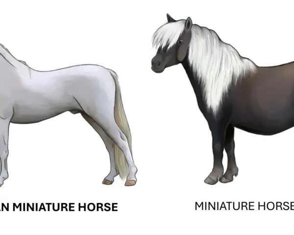 Due cavalli di piccola razza: un American Miniature Horse bianco e un Miniature Horse/Pony scuro con criniera bianca.