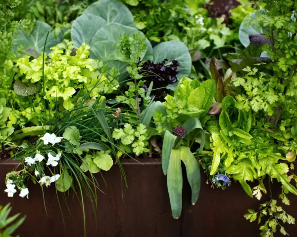 A lush garden bed overflowing with vibrant greens, including lettuce, cabbage, and cilantro companion plants, with delicate white flowers blooming.