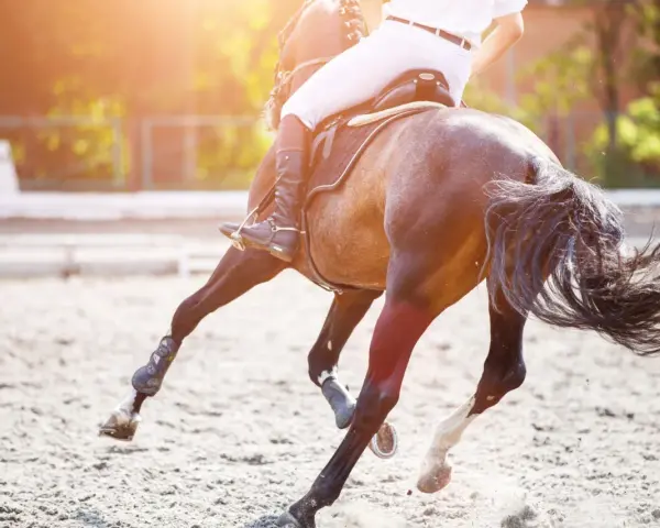 Vue arrière d'un cheval au galop, montrant son anatomie postérieure. Le cavalier est en selle, le soleil brille.
