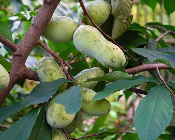 Pawpaw trees grow in the eastern United States, bearing clusters of oblong, green fruits on their branches.