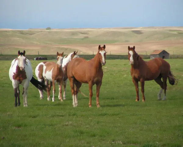 Cinq chevaux, dont un pie, paissent dans un **pâturage tournant** verdoyant sous un ciel clair. Au loin, des collines ondulantes et une vieille grange.