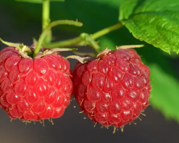 Jaki nawóz pod maliny na jesień, aby wzmocnić ich zimowanie?