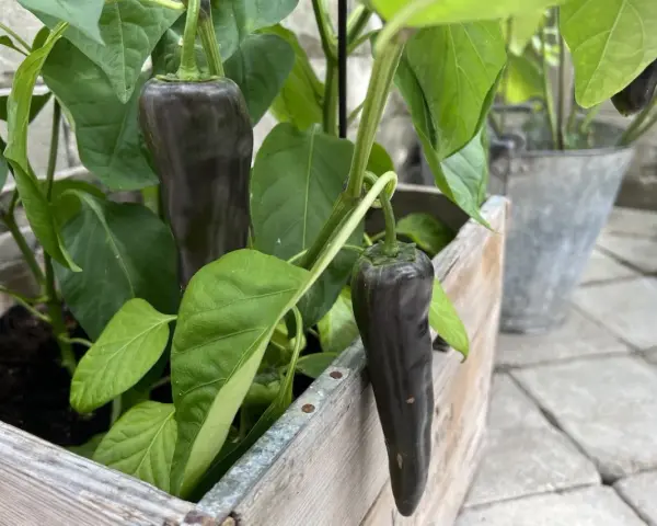 Mörka paprikor växer i en trälåda, ett bevis på att det går att odla paprika inomhus.