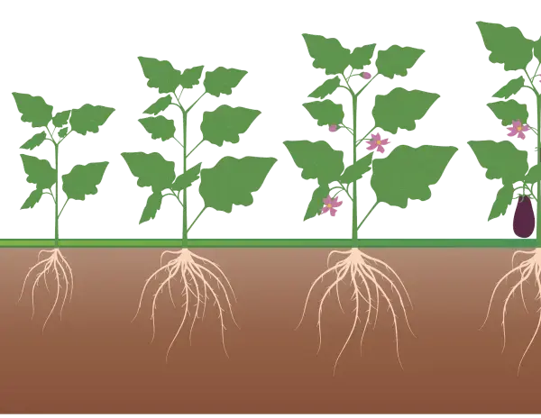 Fasi di crescita di una melanzana, dalla germinazione alla maturazione, con radici sviluppate. Un ottimo concime per melanzane favorisce questo processo.