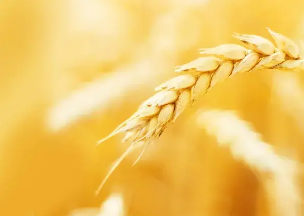 Spiga di grano dorata, materia prima per pellet di paglia per stufe, simbolo di calore naturale.