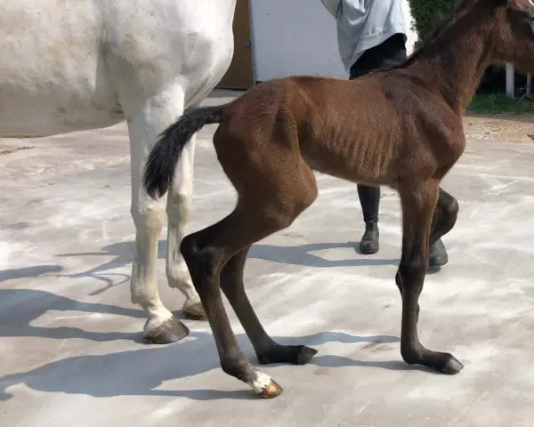 Un poulain brun, tout juste né, se tient maladroitement sur ses longues pattes. Son pied avant gauche semble légèrement déformé, un détail qui ne l'empêche pas de découvrir le monde.