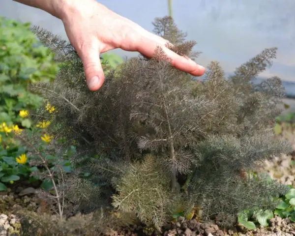 Hand streicht über bronzefenchel, dessen feine Blätter sich für kulinarische Zwecke eignen. Gelbe Blüten im Hintergrund.