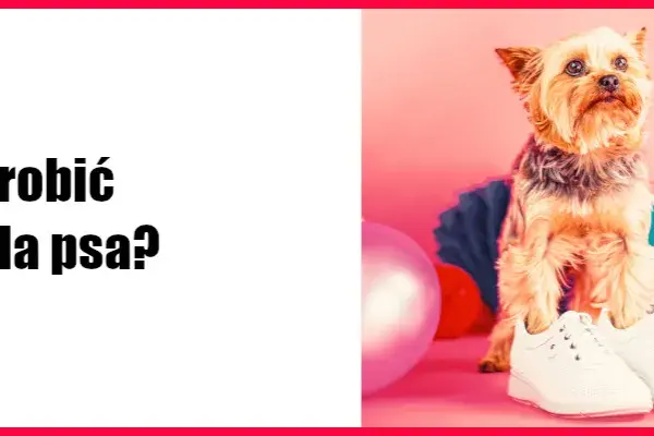 Jak zrobić buty dla psa - proste kroki i najlepsze materiały