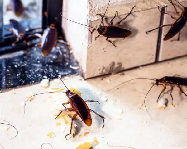 Varias cucarachas merodean en un rincón, un vistazo a como se reproducen las cucarachas y su rápida proliferación.