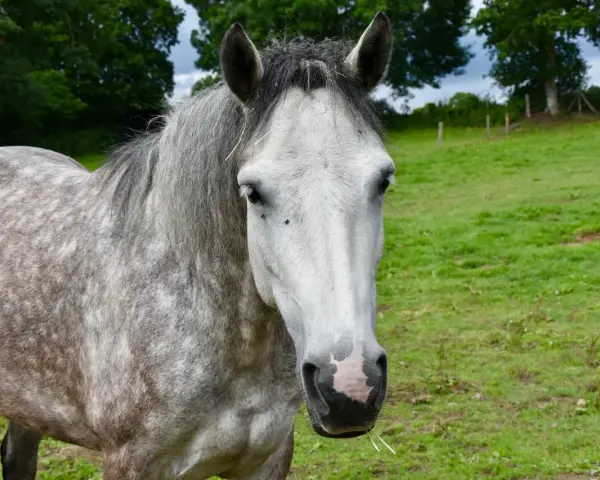 Un magnifique cheval Connemara, de taille moyenne, au pelage gris moucheté, se tient dans un pré verdoyant.