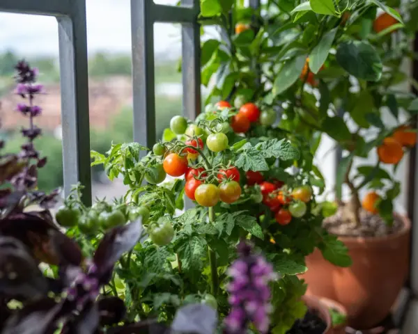 Un rigoglioso orto in terrazzo con pomodorini maturi e verdi, basilico viola e un piccolo albero di agrumi.