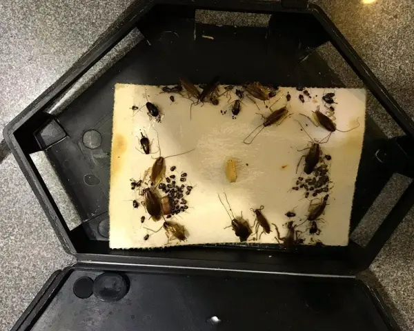 Trampa para cucarachas con varias capturadas, incluyendo una cría de cucaracha.