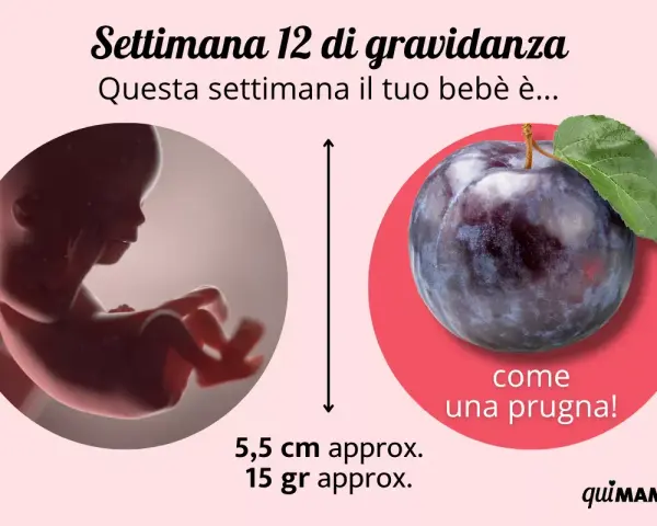 Il tuo bebè, a 12 settimana di gravidanza, è grande come una prugna, lungo circa 5,5 cm e pesa 15 grammi.