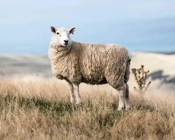 Une brebis à la toison épaisse se tient dans un champ d'herbes sèches. Sa laine merinos, c'est quoi ? Une fibre douce et chaude, idéale pour les vêtements.
