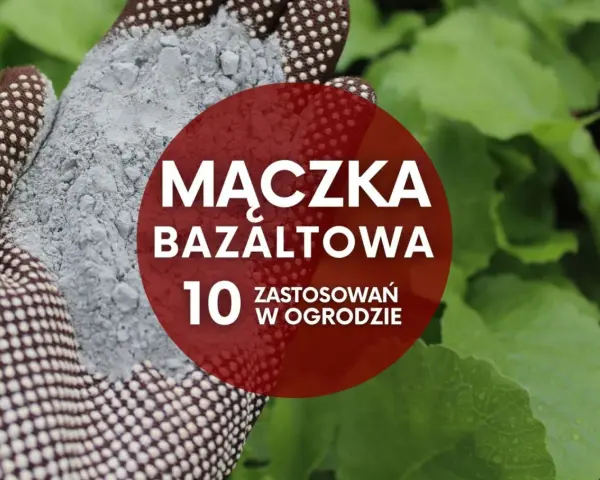 Ręka w rękawicy ogrodniczej trzyma mączkę bazaltową. Czerwone koło z napisem "Mączka bazaltowa - 10 zastosowań w ogrodzie" na tle zielonych liści.