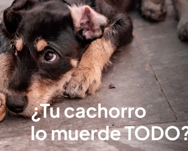 Un cachorro con mirada triste muerde un zapato. ¿Tu cachorro lo muerde todo y es muy inquieto?