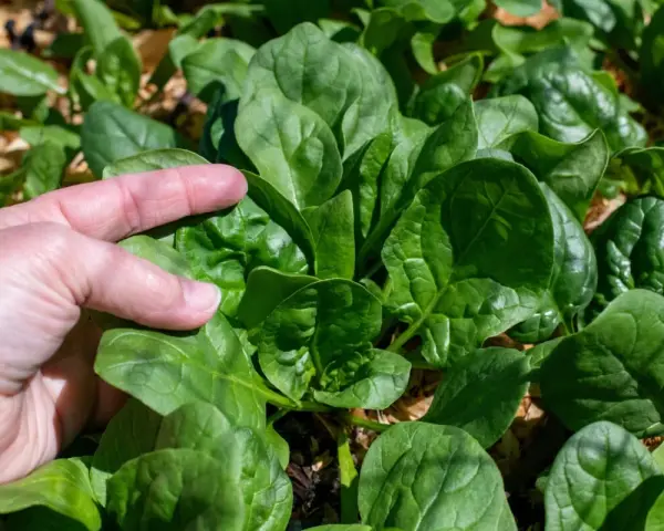 A hand gently touches lush, green spinach leaves, showcasing the success of how to grow spinach from seed.