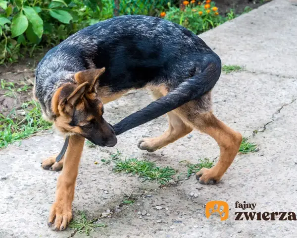 Gryzienie ogona u szczeniaka: Kiedy to normalne, a kiedy alarm?