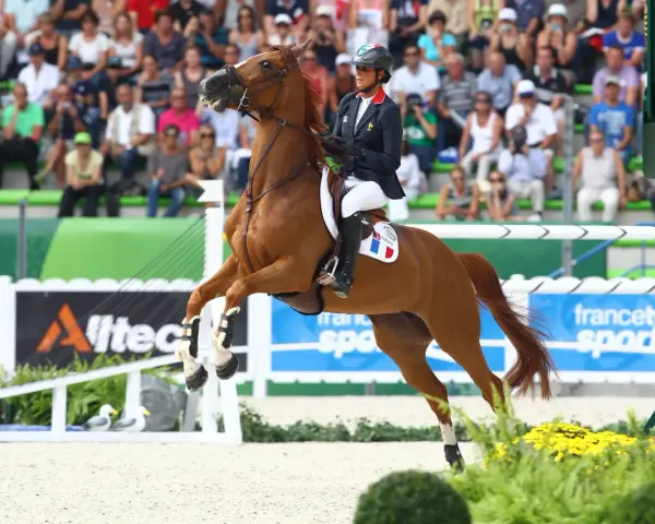 Une cavalière française, tel un papillon, s'envole avec son cheval au-dessus d'une barrière. La flora de mariposa, ici représentée par des fleurs jaunes, borde la piste.