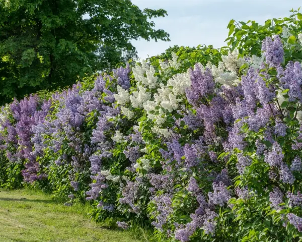 En lång häck av uppstammad syren i lila och vita nyanser blommar frodigt mot en grönskande bakgrund.