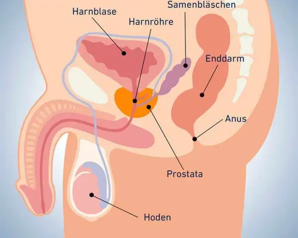 Medikamente Prostata: Effektive Lösungen zur Linderung von BPH-Beschwerden