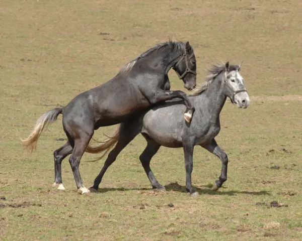 Deux chevaux, l'un noir, l'autre gris, s'accouplent dans un pré. Un cheval sauvage en pleine action.