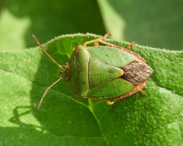 Chinche verde sobre hoja. Su tamaño es notable, con un cuerpo triangular y patas finas.