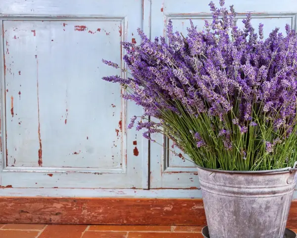 Un ramo de lavanda en un cubo metálico, con un fondo de puertas desgastadas. La lavanda sol o sombra, perfumando el ambiente.
