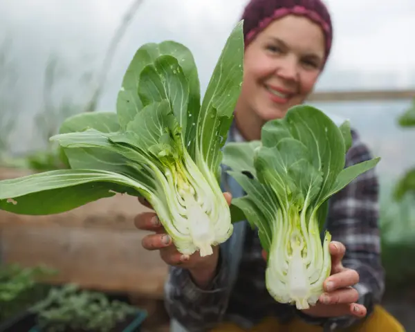 Glad odlare visar upp färsk pak choi i växthus.
