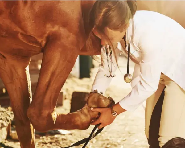 Vétérinaire examinant le genou d'un cheval brun.