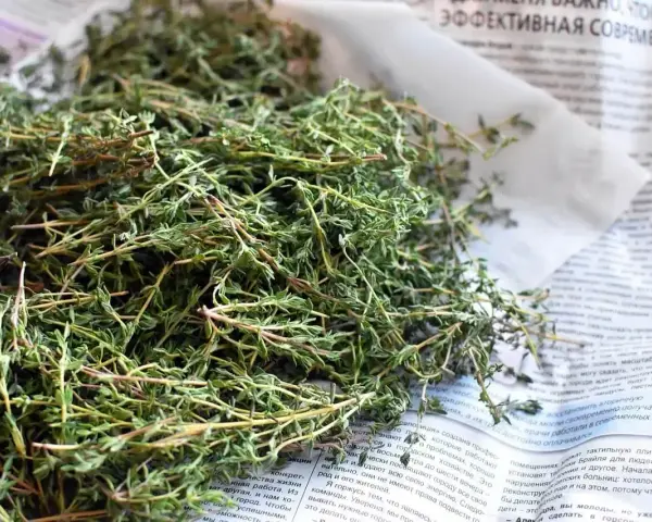 Suszone zioła, idealne jako zamiennik czubrycy. Wzbogać swoje dania aromatem!